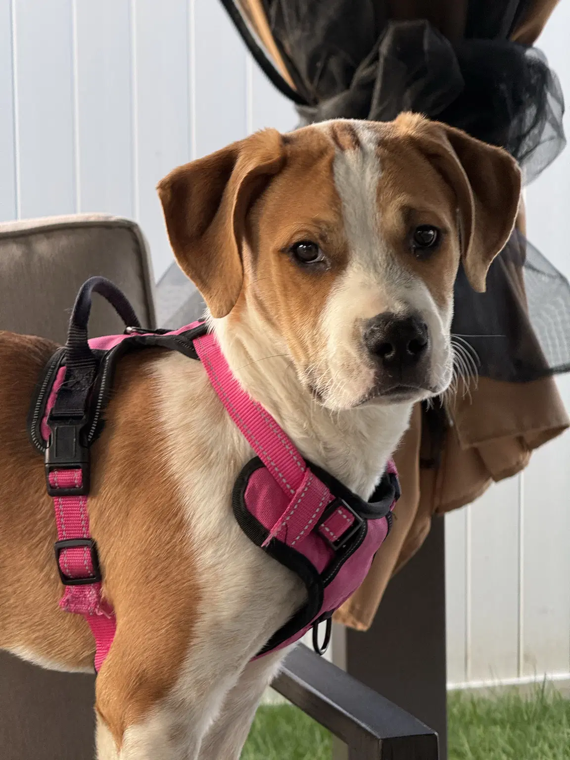 Benny Biscuit - Cattle Dog