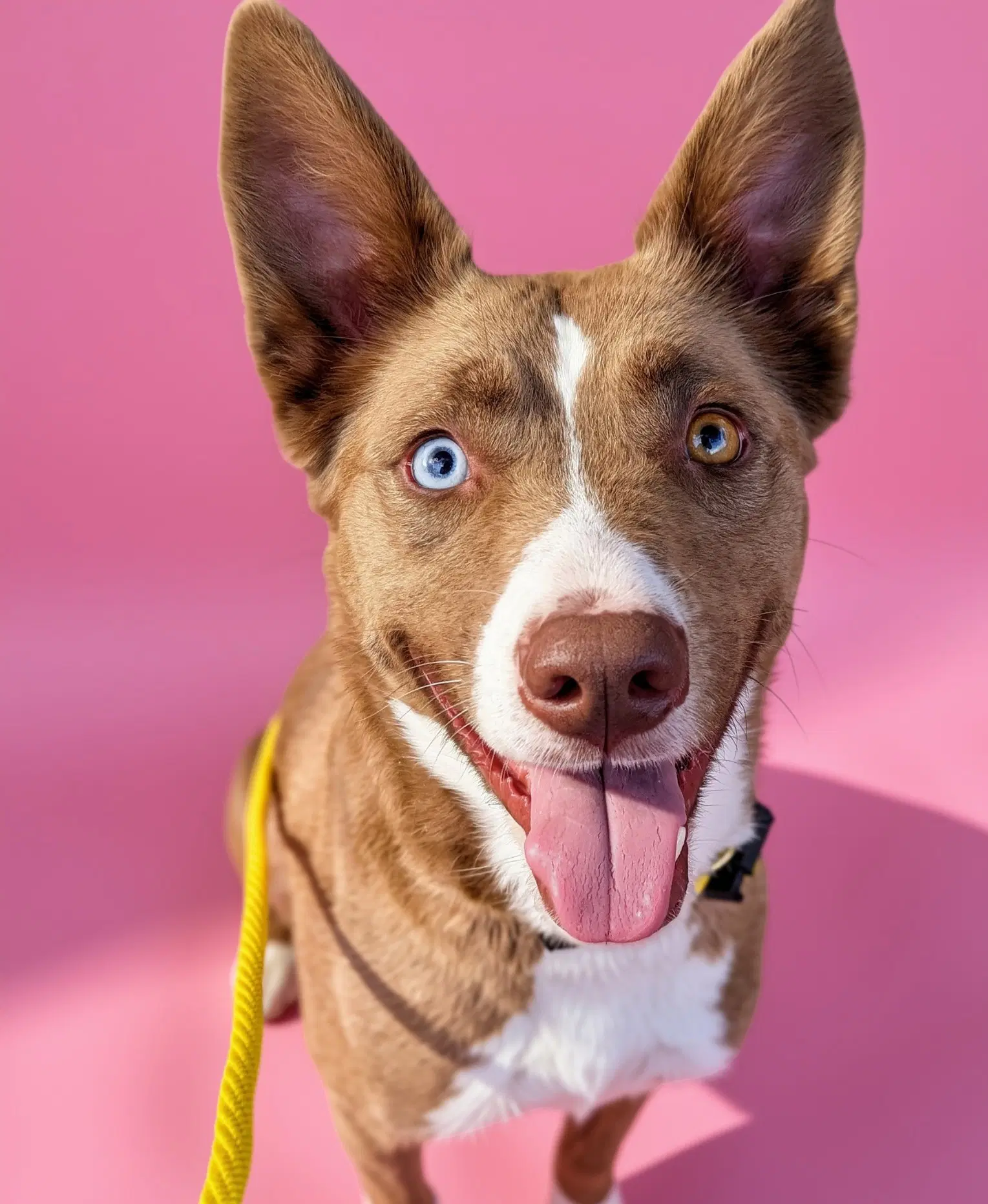 Kimberlee - Collie