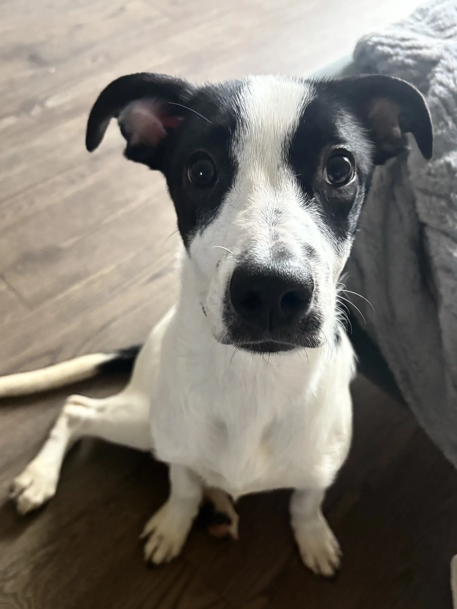 Auralie - Pit Bull Terrier