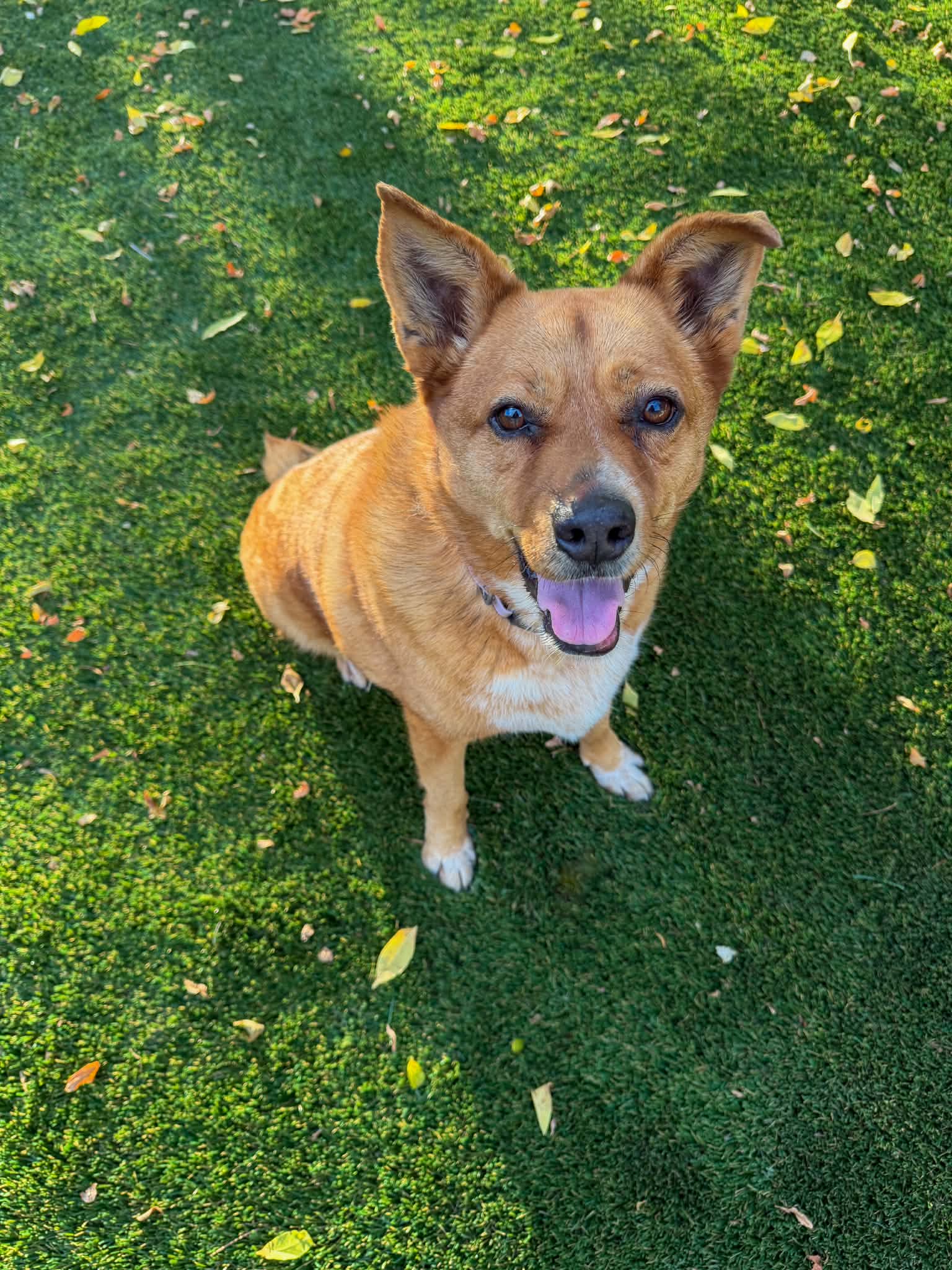 Miss Roxy - Cattle Dog