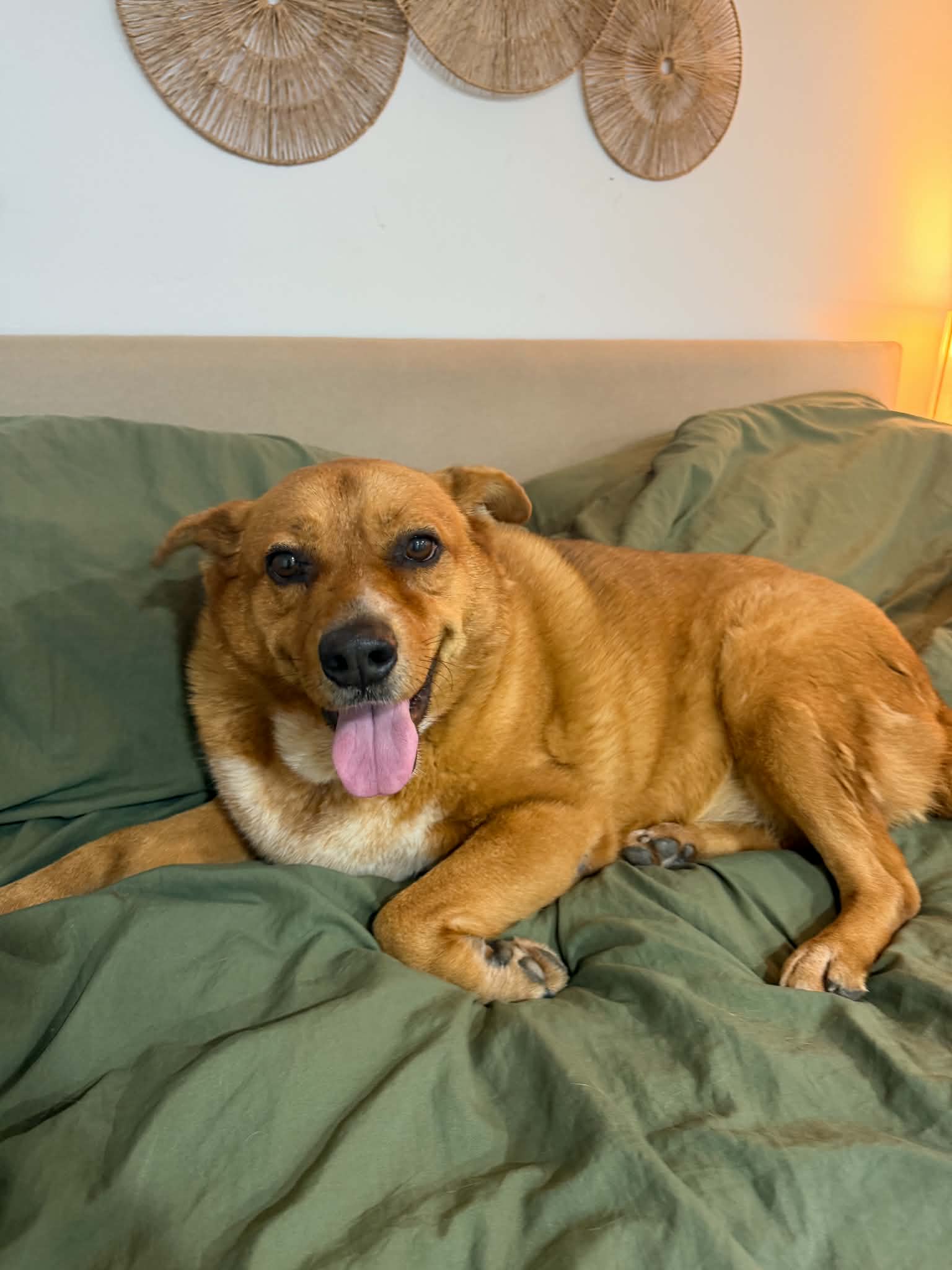 Miss Roxy, photo 8