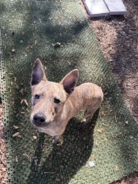 Kaizen - Australian Cattle Dog/Blue Heeler