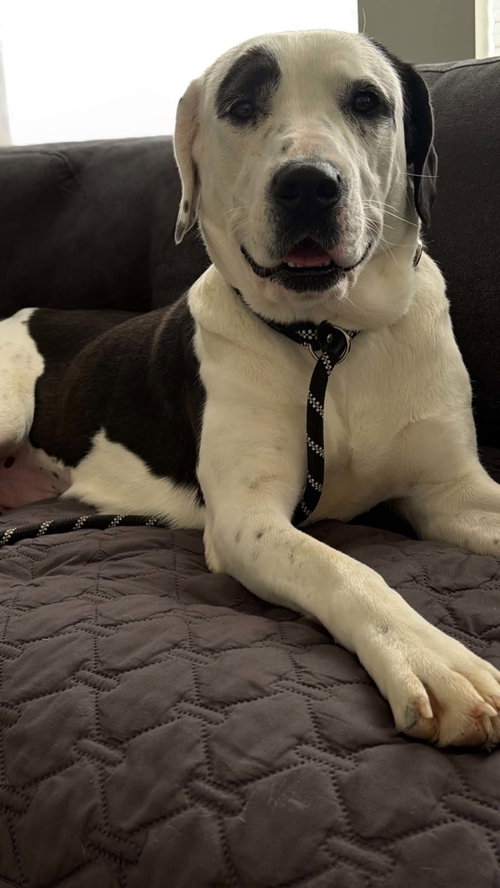 Peppermint Pattie, American Pit Bull Terrier / Saint Bernard / Mixed (short coat)