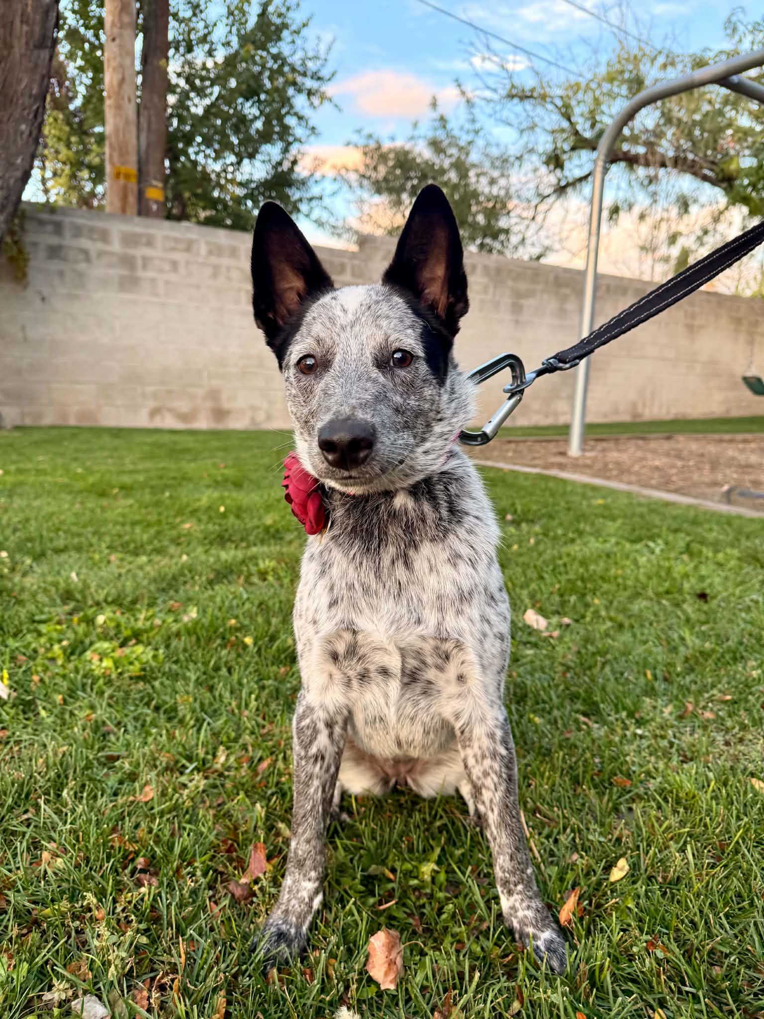 Rio Roo