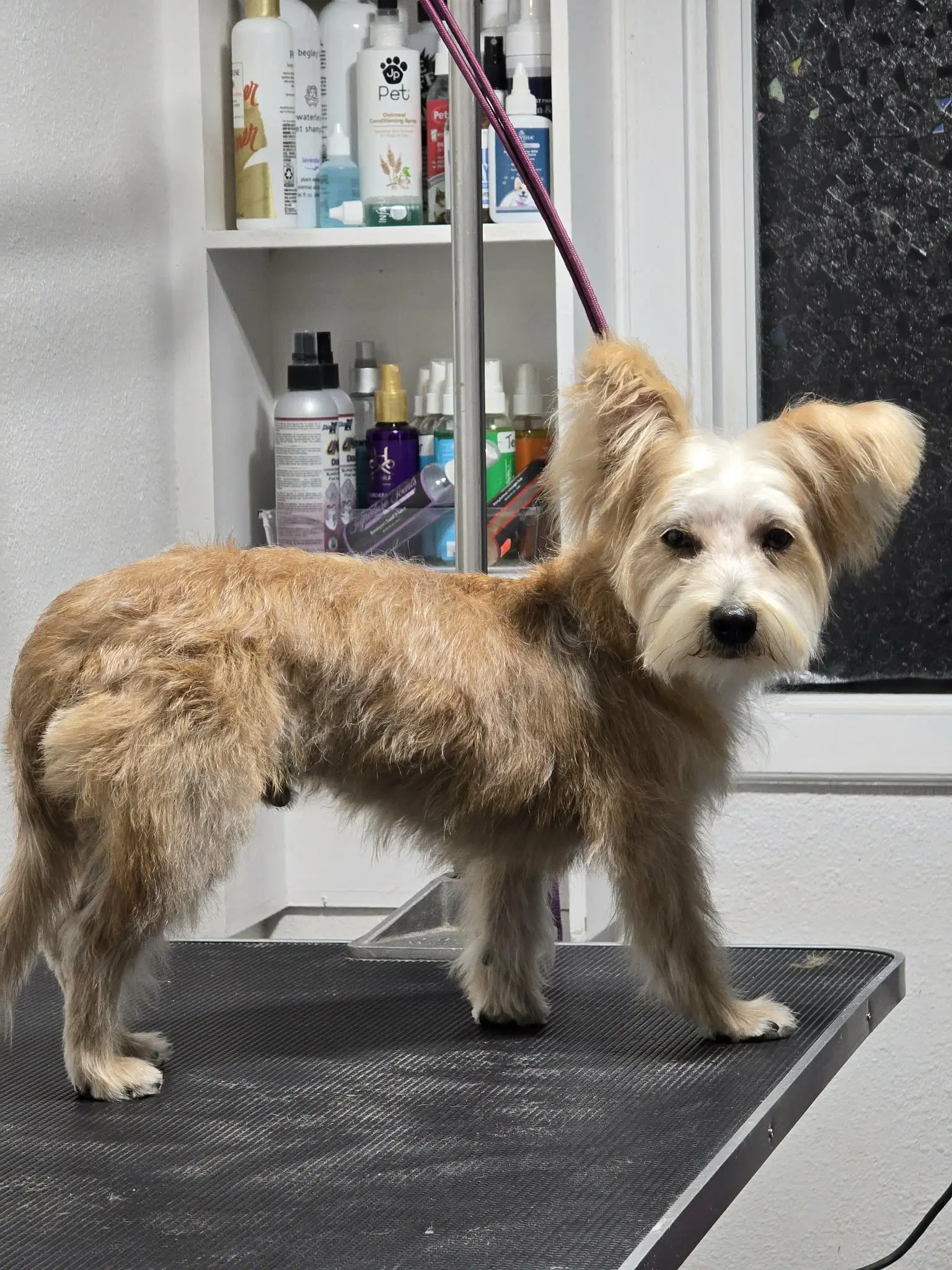 Blaise image 3