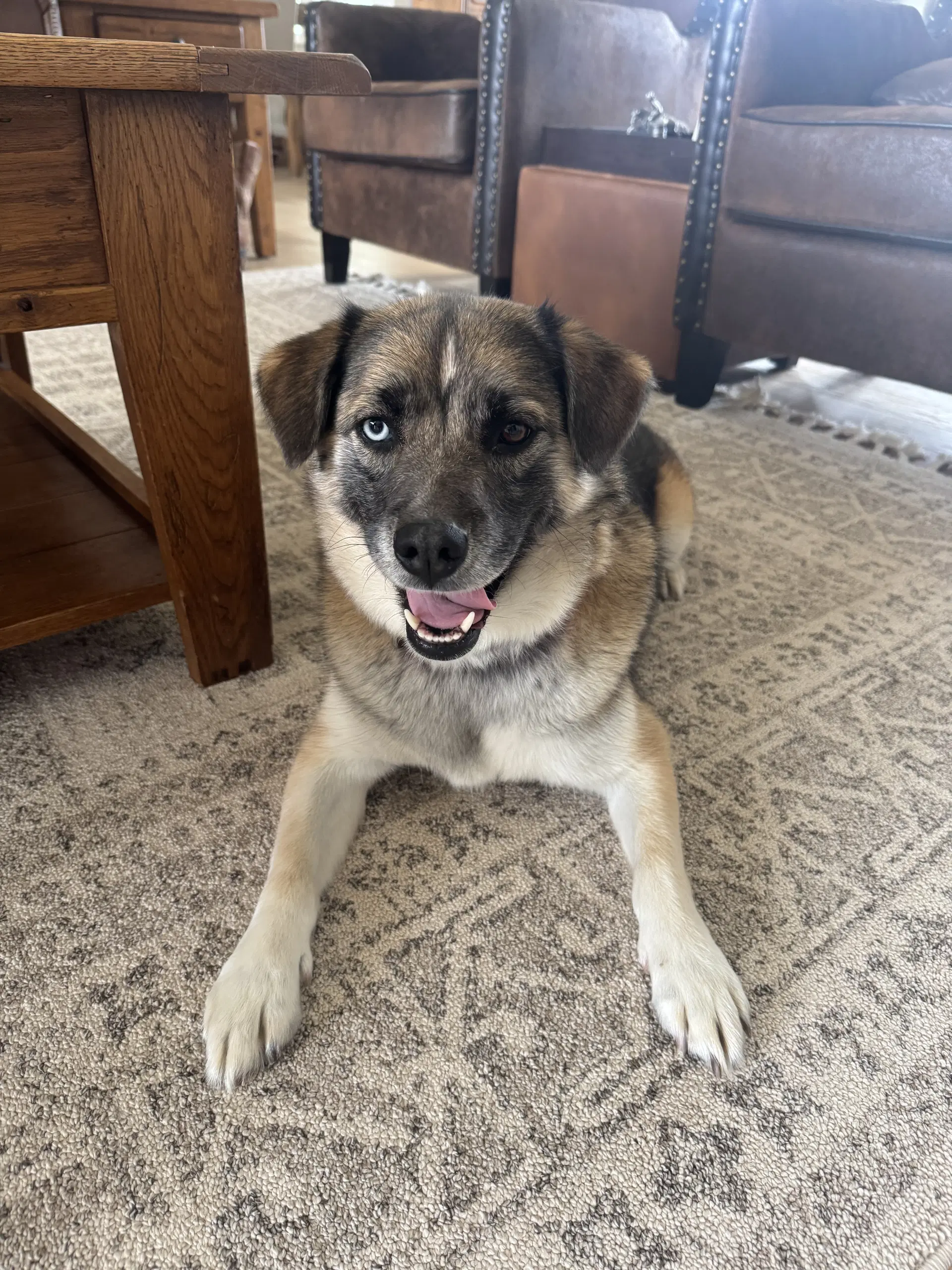 Dixie Lou - Shepherd