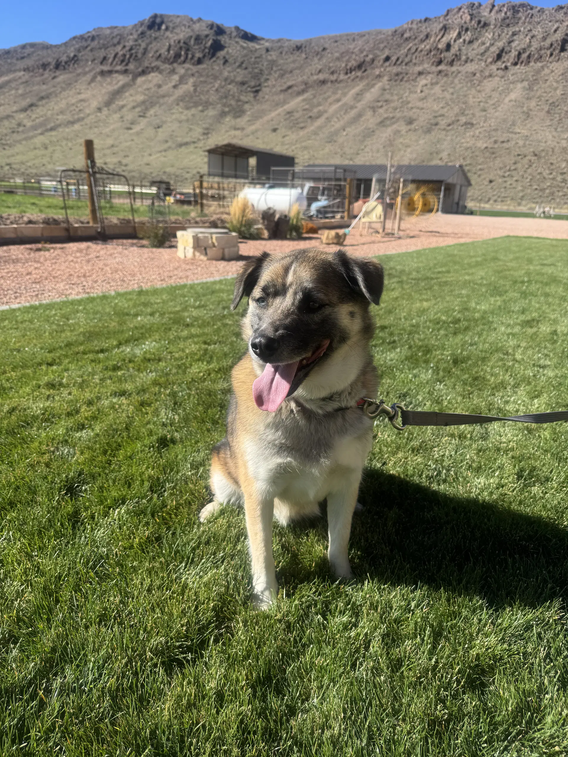 Dixie Lou image 2