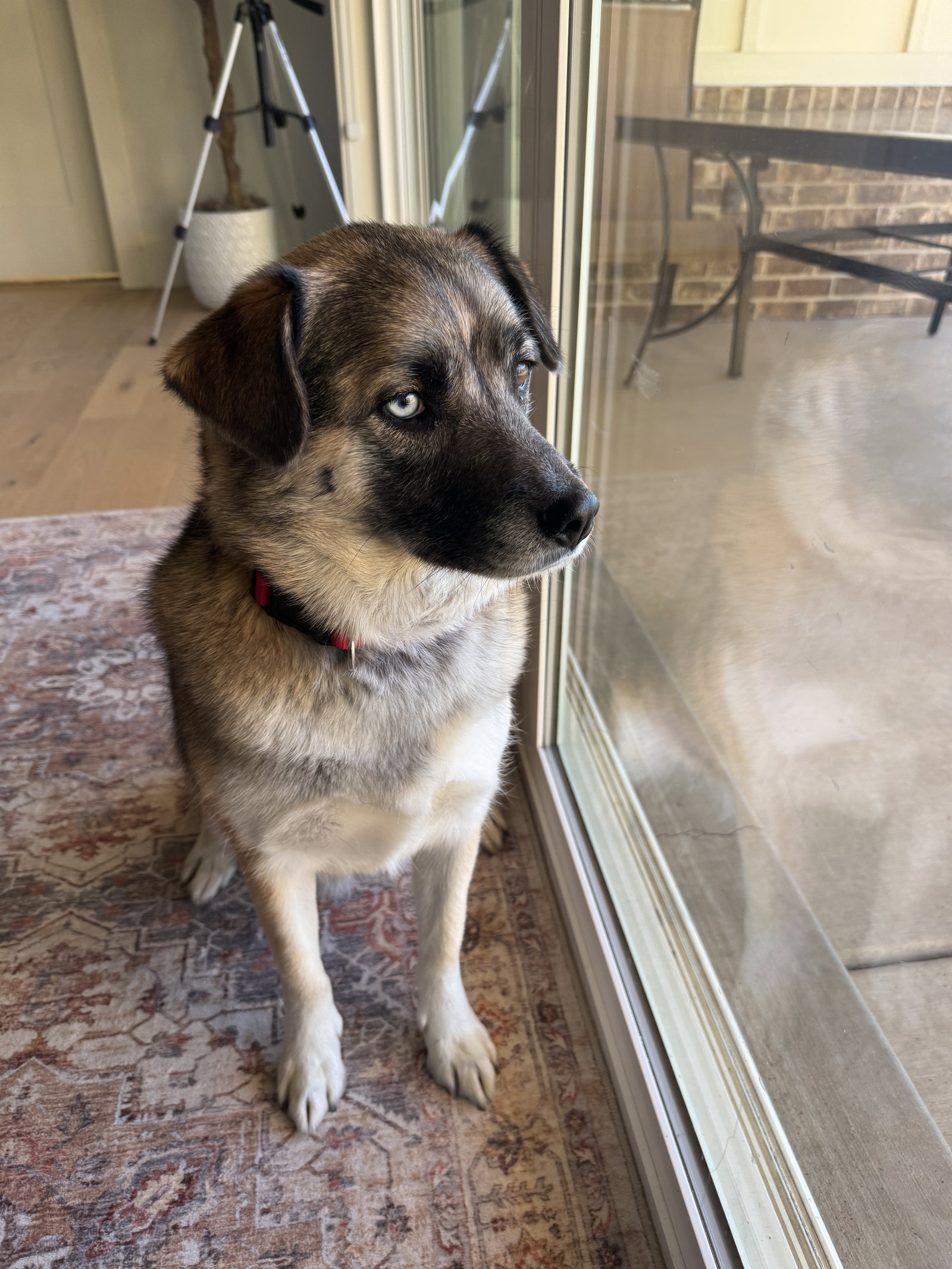 Dixie Lou, photo 4
