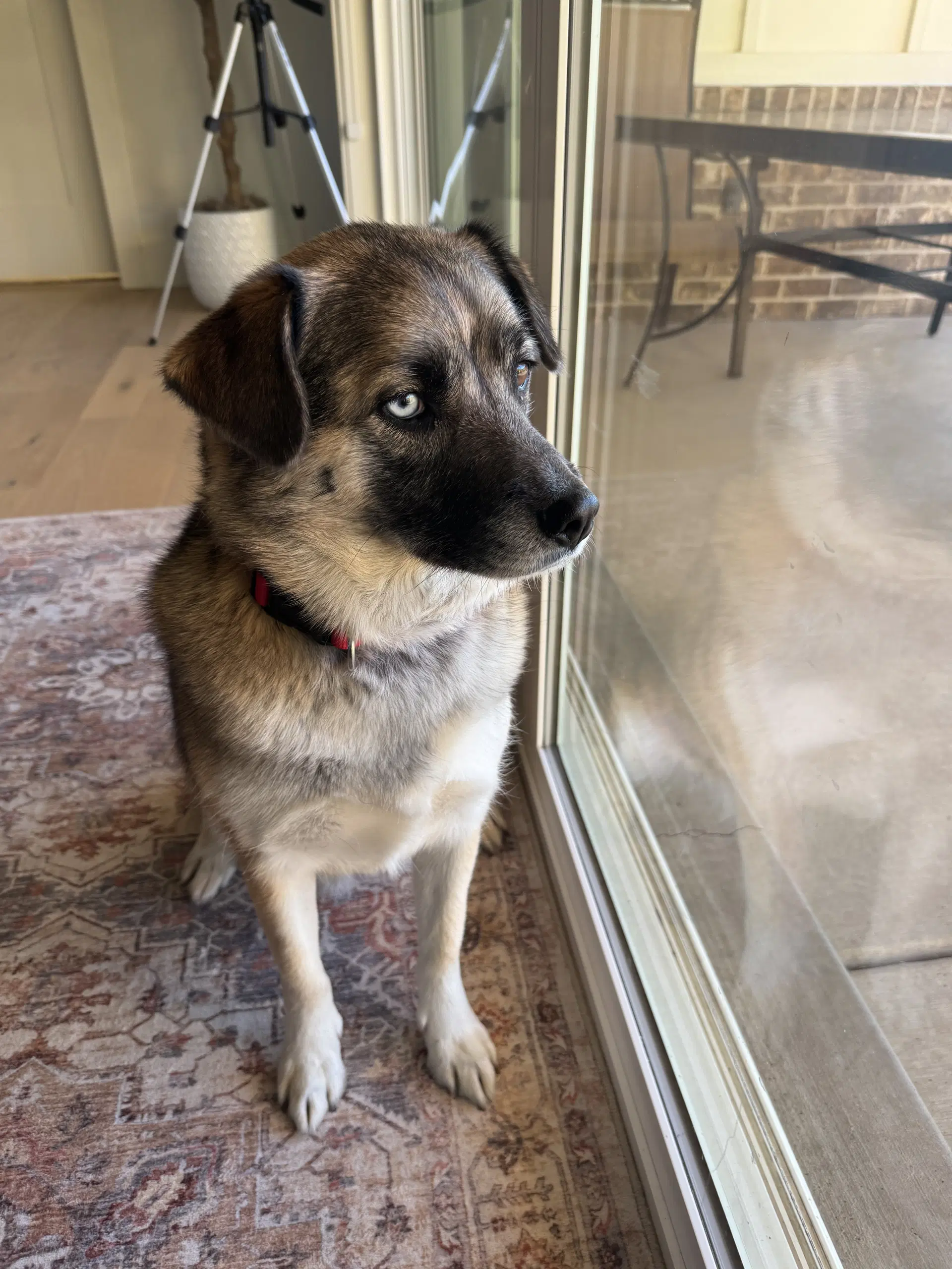 Dixie Lou image 4
