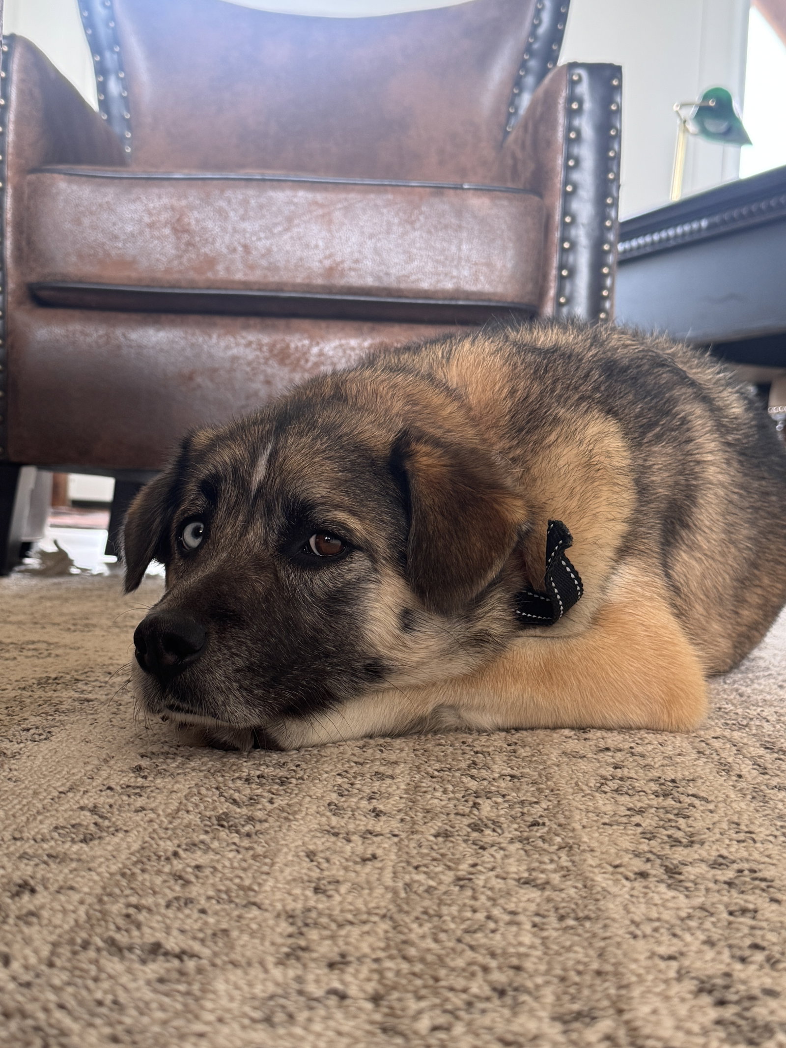 Dixie Lou, photo 5