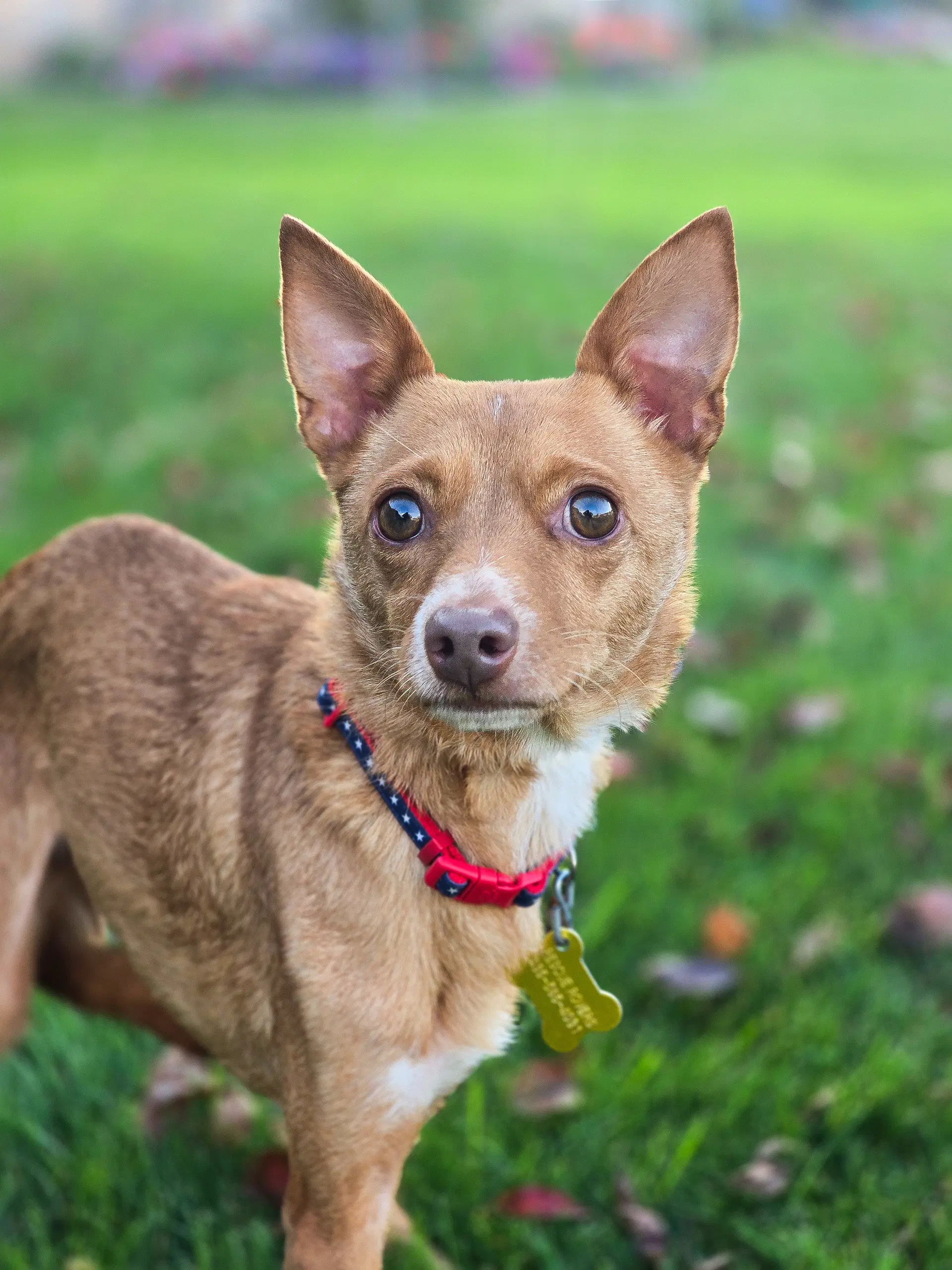 Hollis - Chihuahua