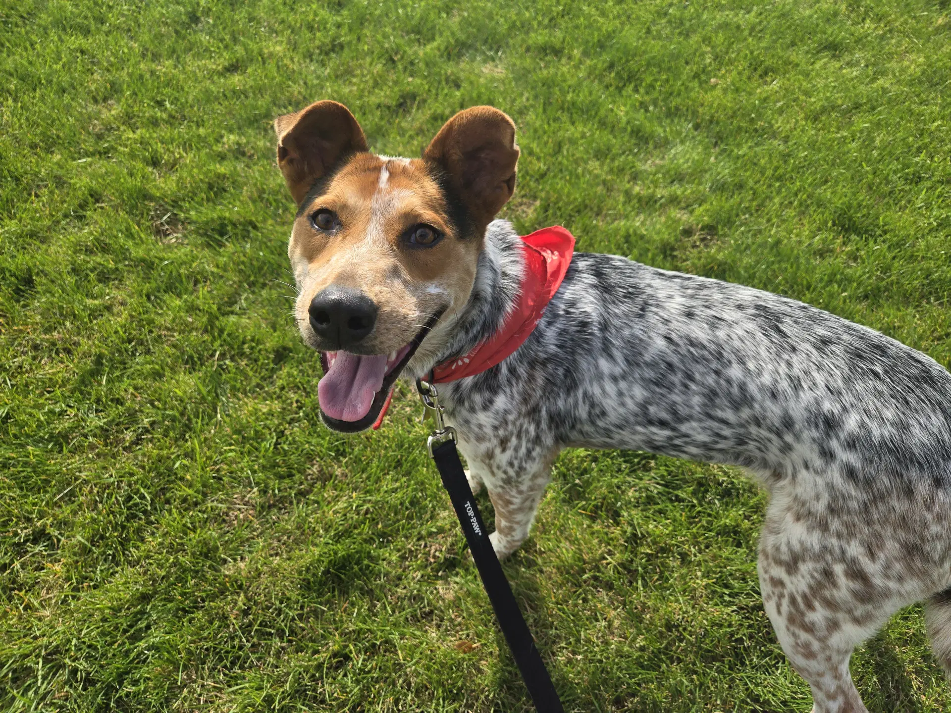 J Elly Bean - Cattle Dog