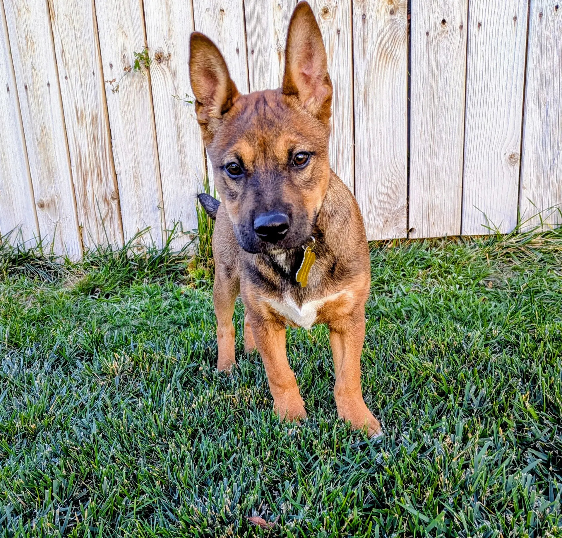 Axel Ryder - Shepherd