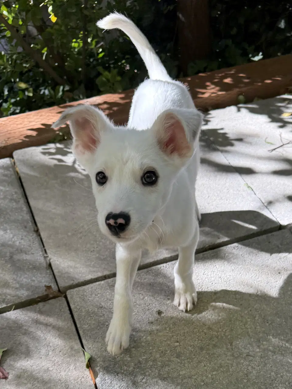 Bobbie - Jack Russell Terrier
