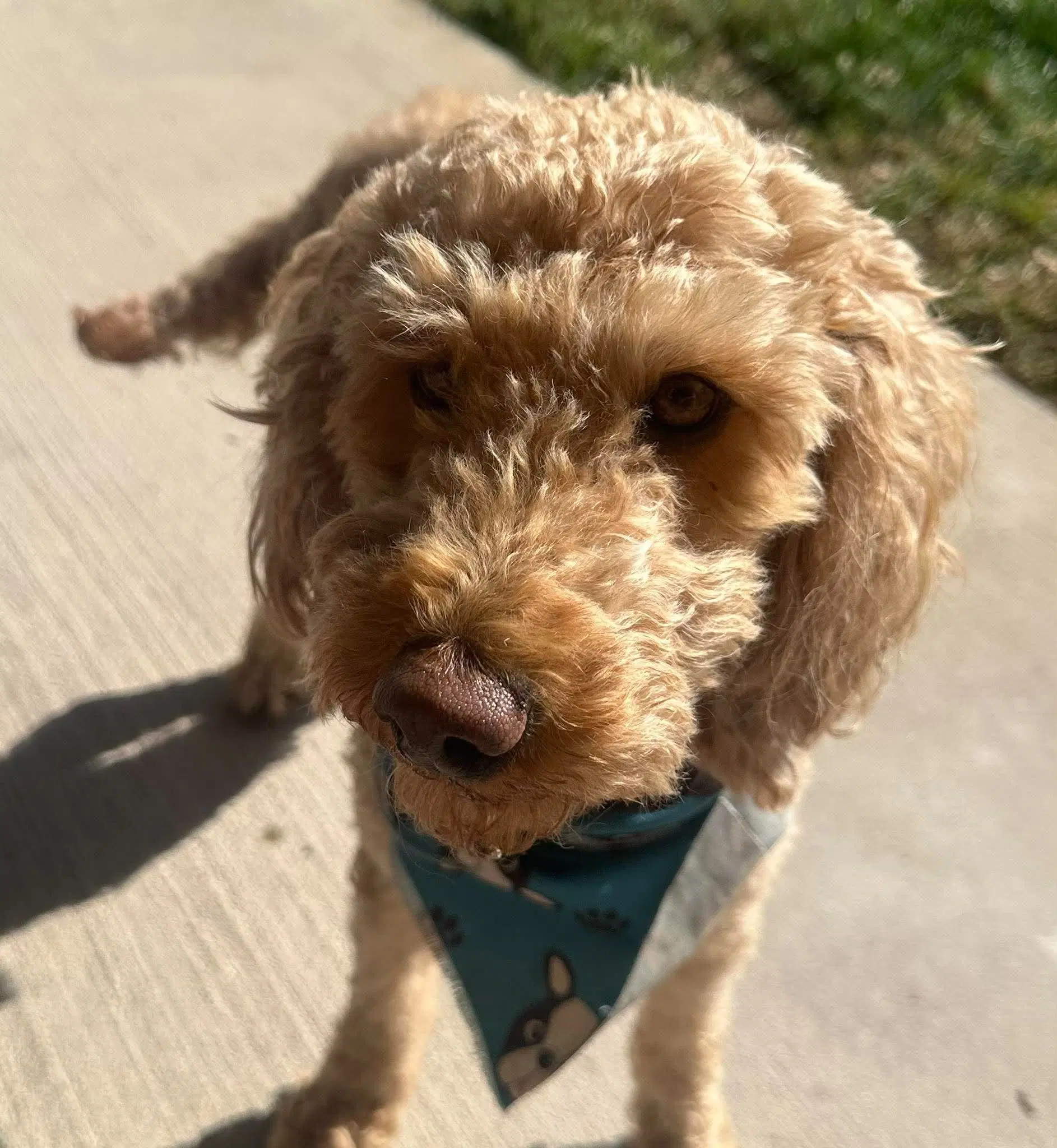 Captain Coco - Poodle (Standard)