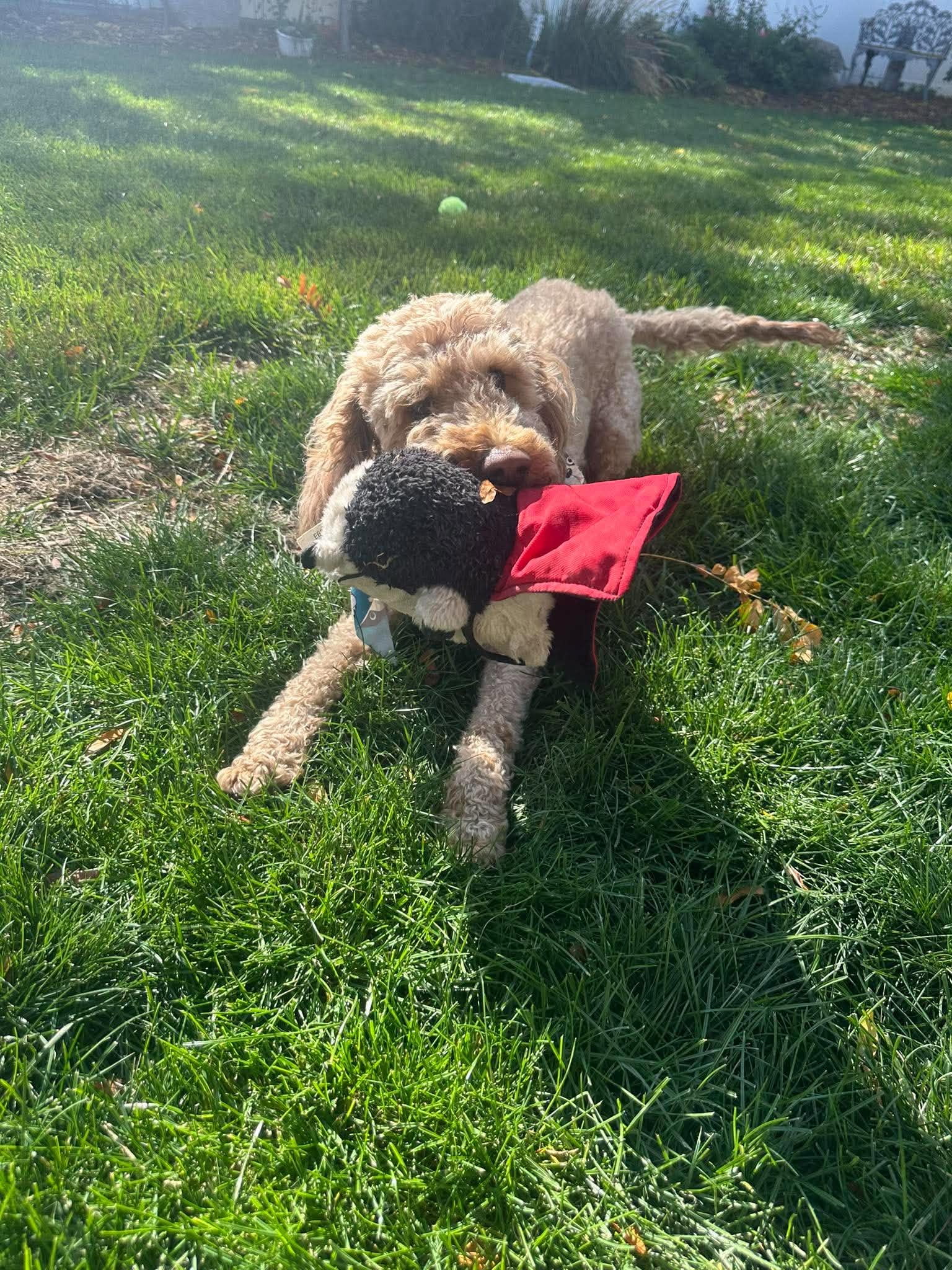 Captain Coco image 2