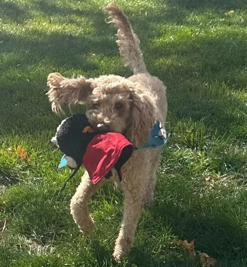 Captain Coco image 3