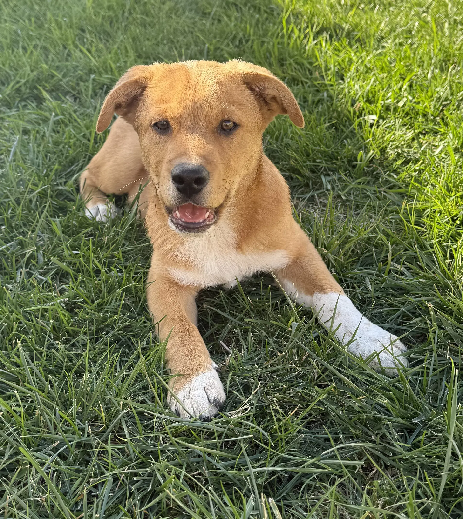 Cordell Walker - Labrador Retriever