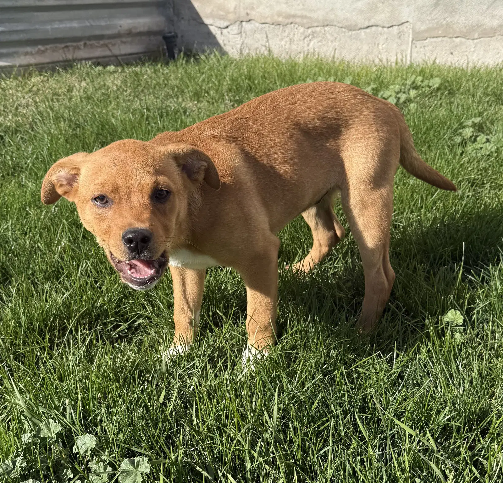 Chunk Norris - Labrador Retriever