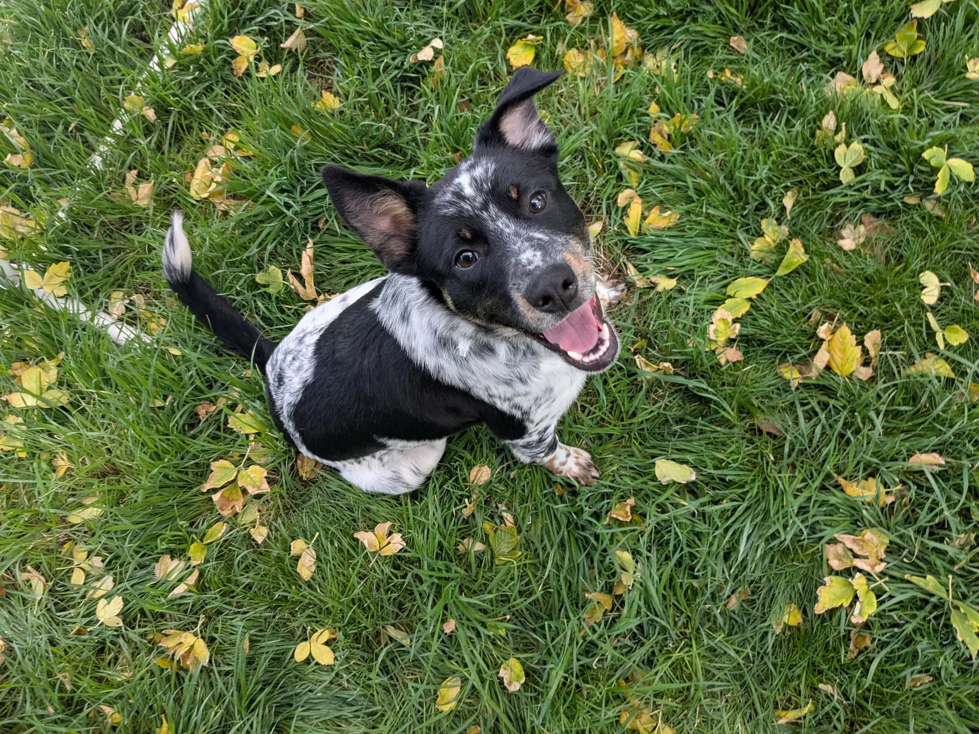 Tobleroni - Australian Cattle Dog/Blue Heeler