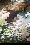 Igloo