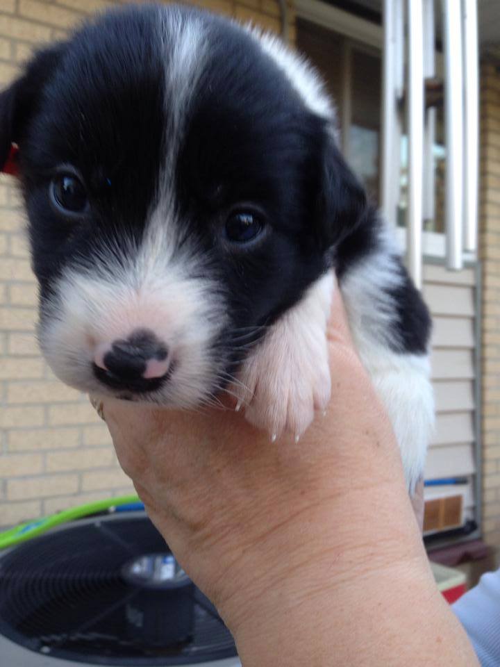 Tibetan collie hot sale