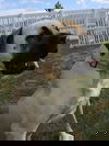 Zzyzx