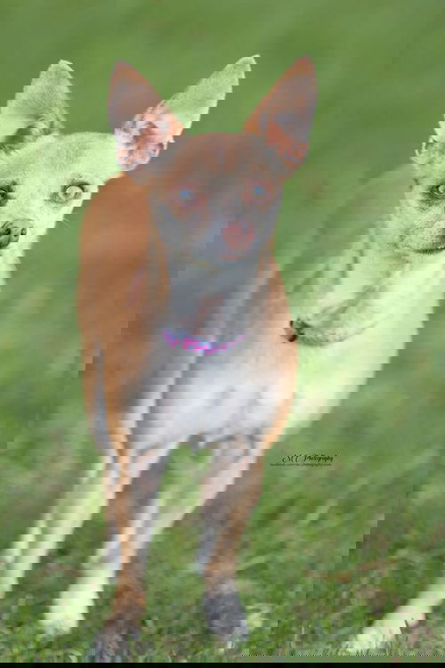 Squirrel