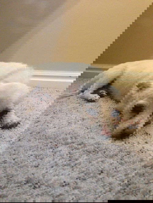 Pavlov