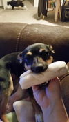 Savannah Smiles