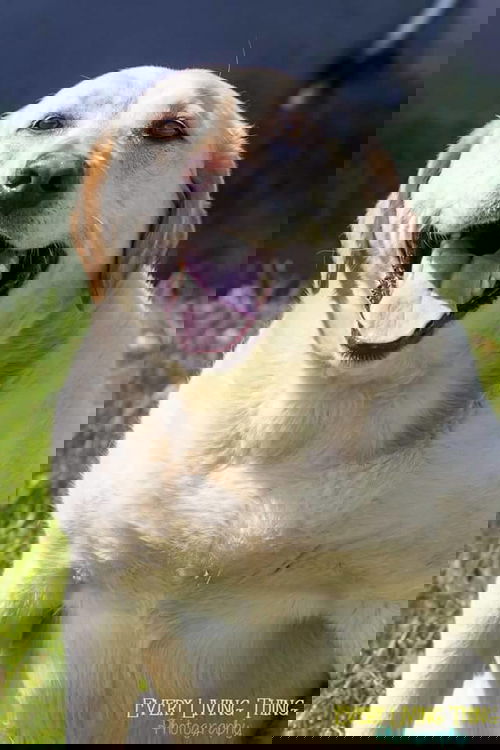 Oaklee