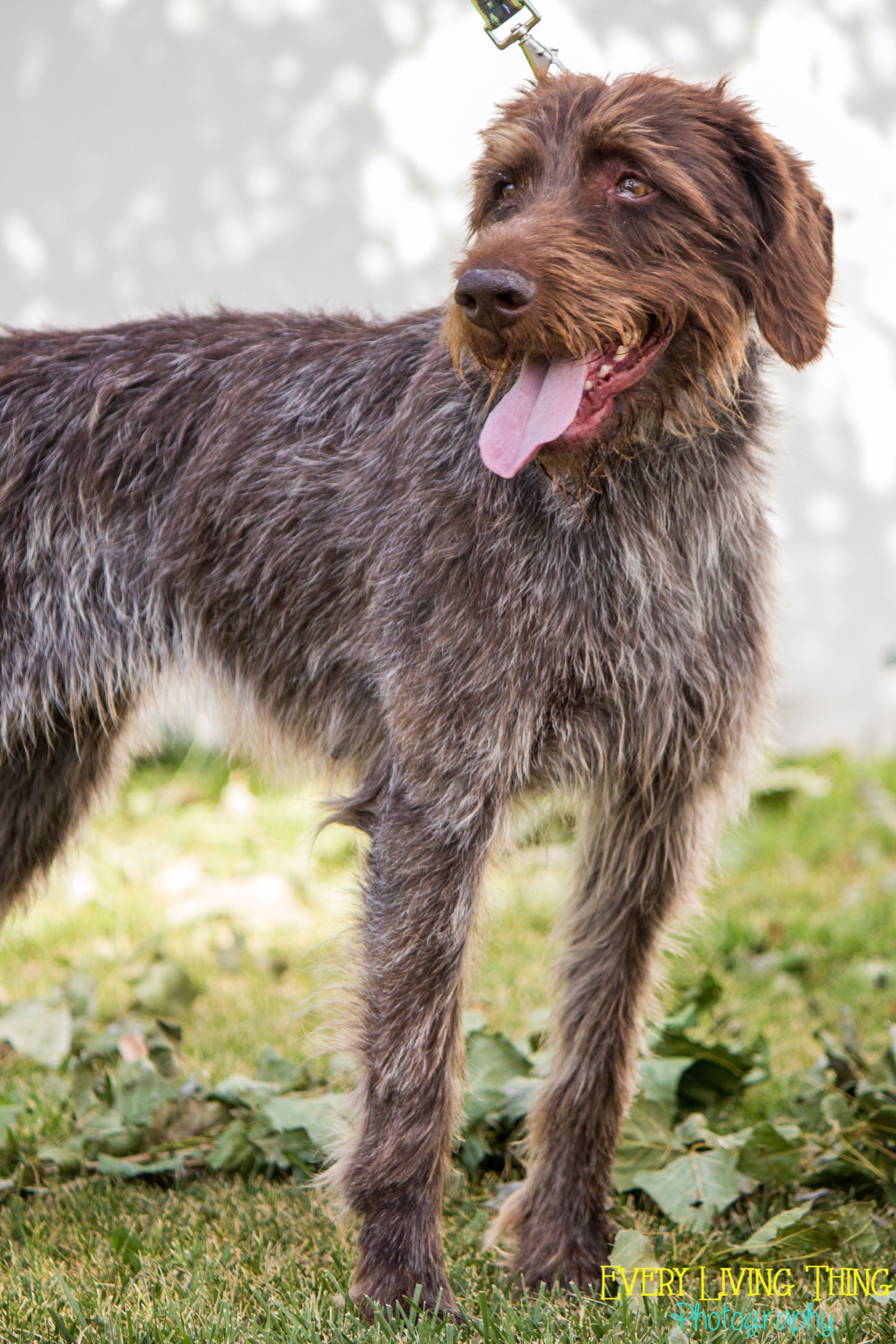 Wirehaired pointing best sale griffon adoption