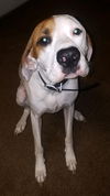 CC hound