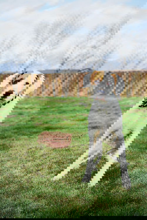 CC hound