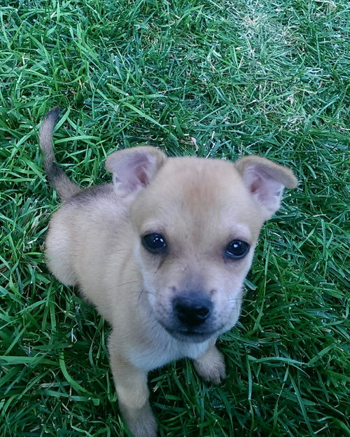 Peanut