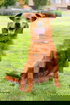 Earnest