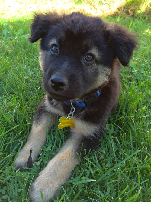 Opie