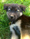 Opie