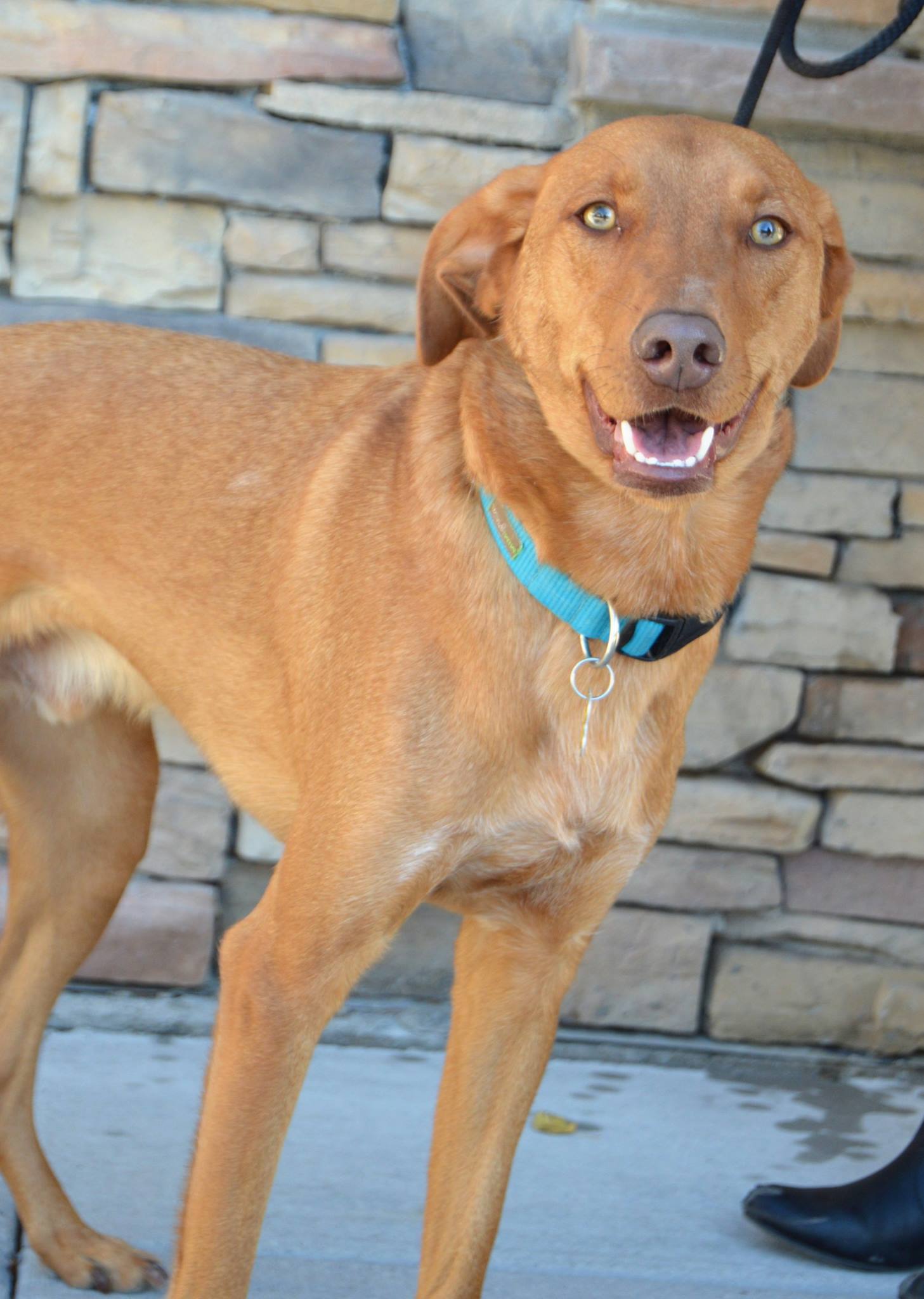 Vizsla blue sales heeler mix