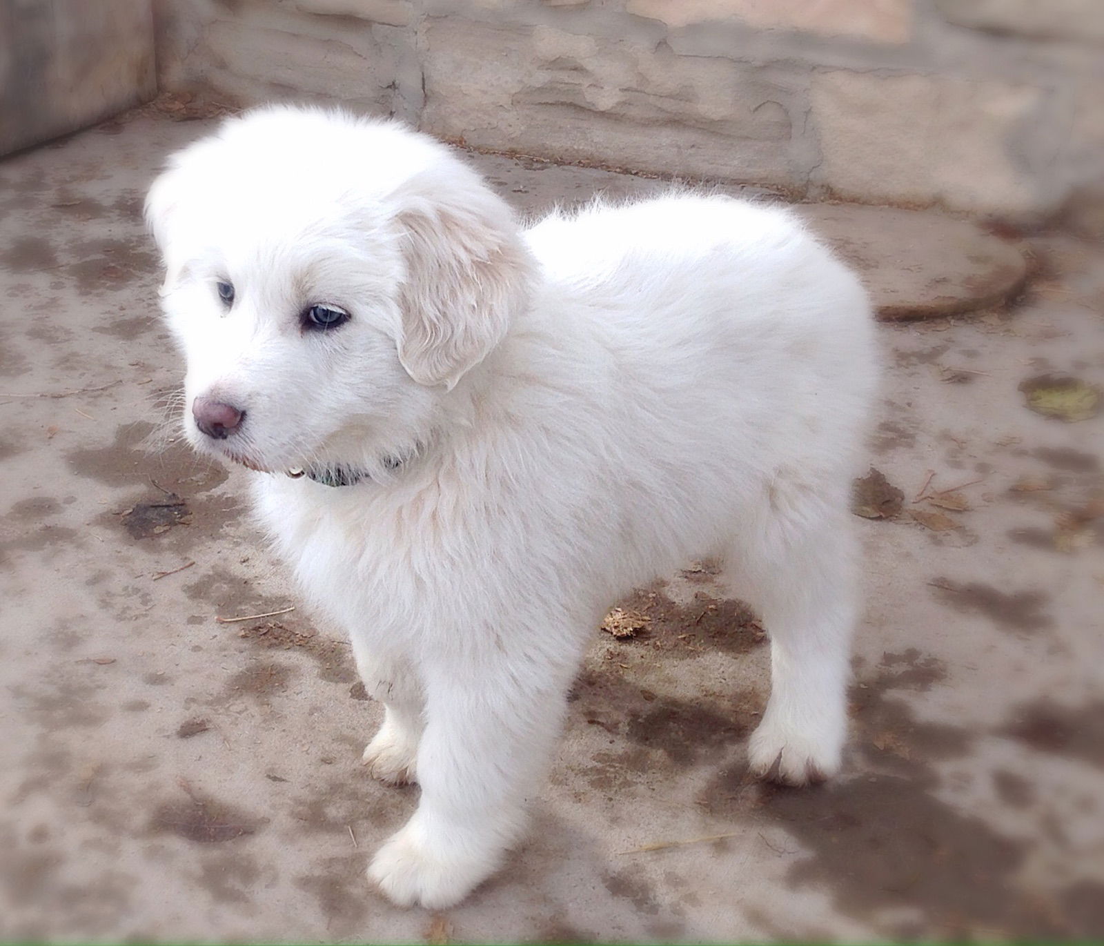 Great pyrenees collie mix best sale for sale