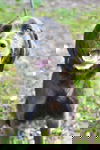 Ophelia
