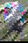 Ophelia
