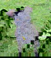 Leif