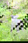 Leif