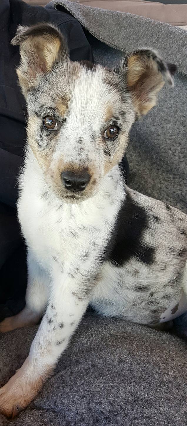 Catahoula mixed with australian clearance shepherd