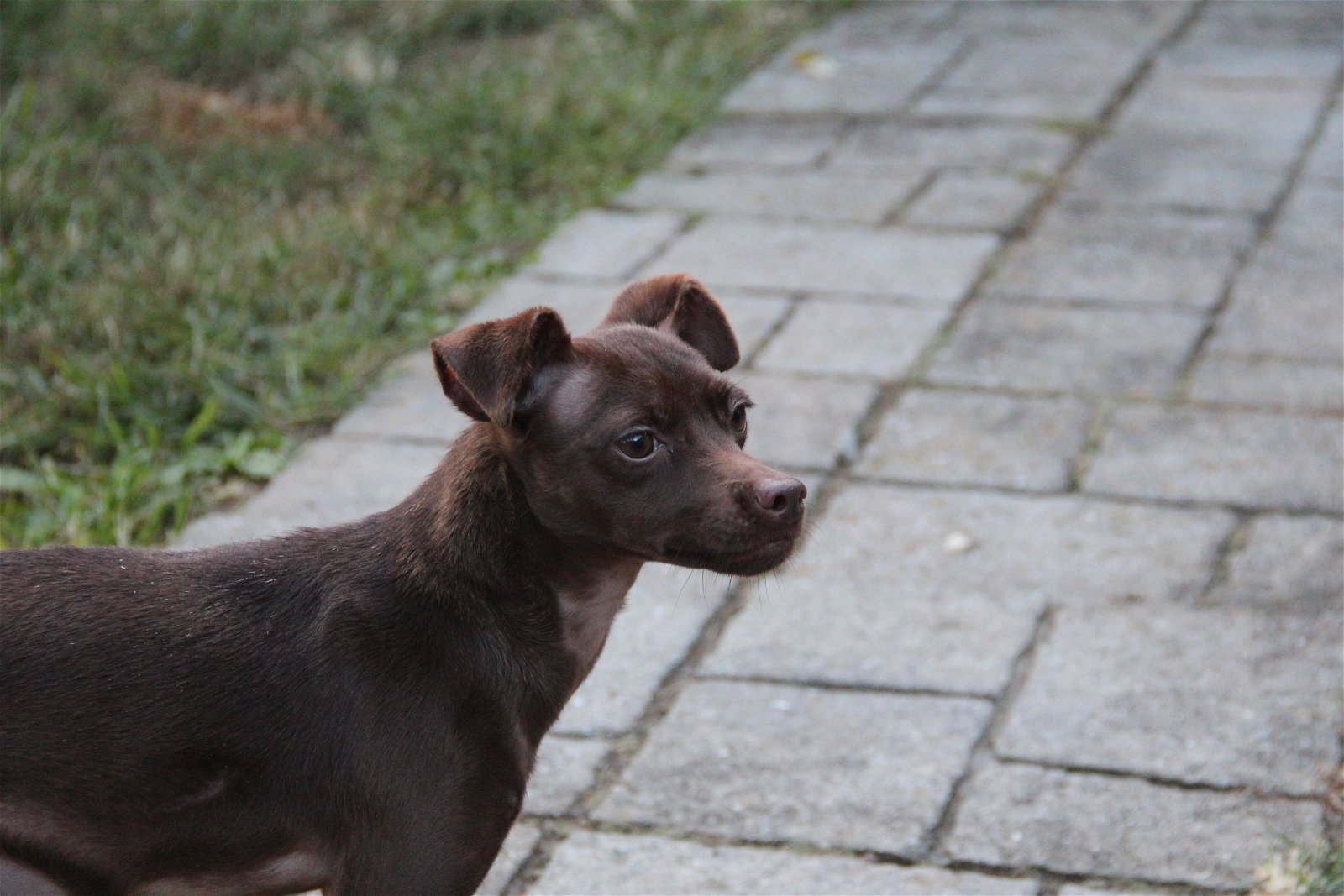 adoptable Dog in Morganville, NJ named Coral