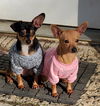 Lizzie and Davi (Bonded Pair)