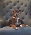 Asti (Bonded Pair with Bordeaux)