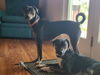Asti (Bonded Pair with Bordeaux)