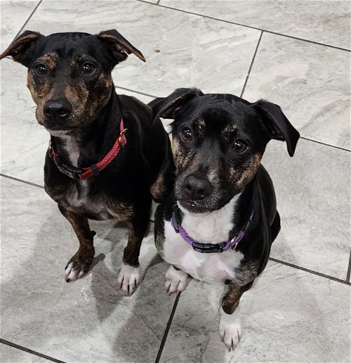Asti (Bonded Pair with Bordeaux)